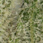 Buy Jack Herer Cannabis - Image 2