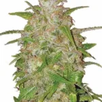 Super Strong Seed Pack - Image 2