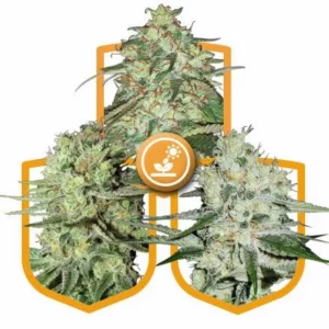 Buy High Grade Cannabis Seeds Amsterdam