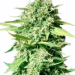 Super Strong Seed Pack - Image 3