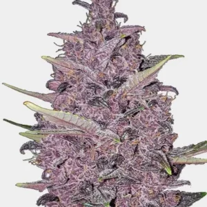 Buy Kushberry Moonrocks Feminized Cannabis Seeds Online - Premium Cannabis Seeds for Sale in Amsterdam, Europe"