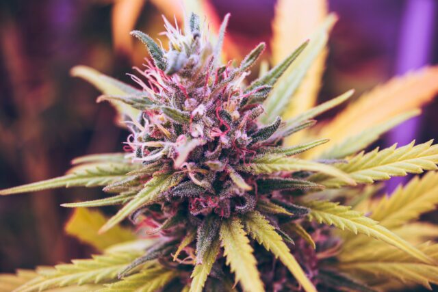 Weed online kaufen Berlin – hochwertige, frische Cannabisblüten in natürlicher Umgebung